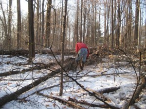 TreeRemoval