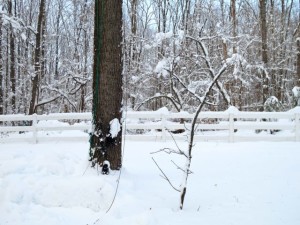 Limb that Brought Down Doublet (the broken  wire can be seen to the left of the limb)